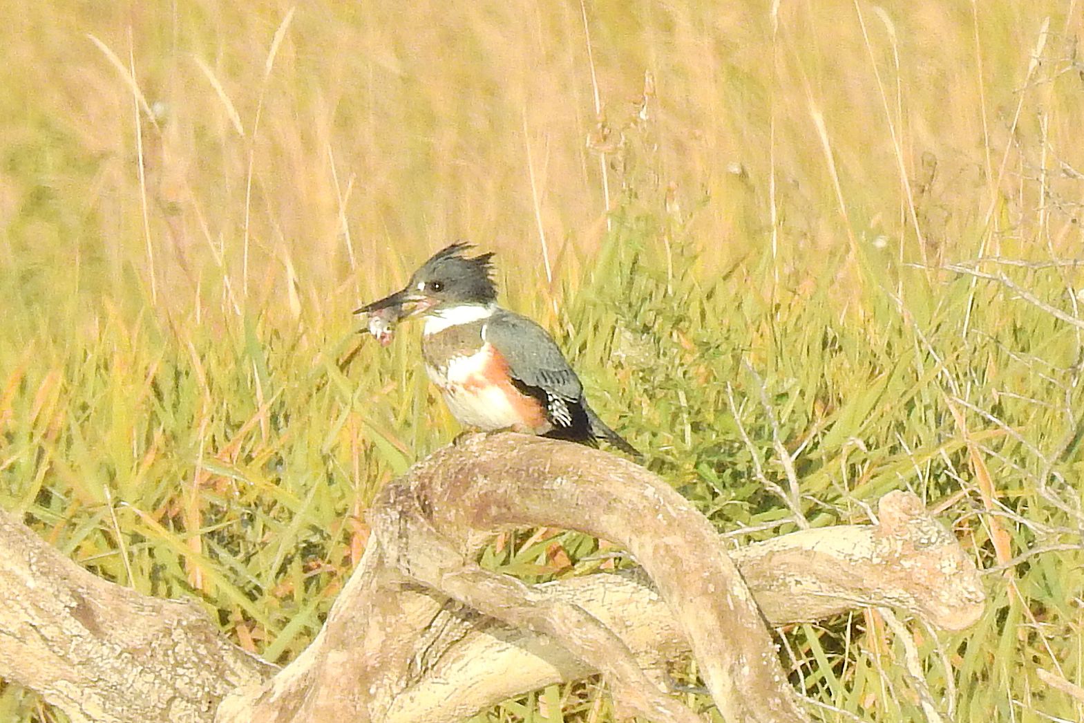 Belted female Kingfisher with breakfast